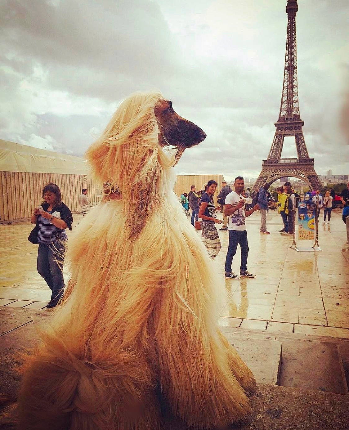 Ashton is registered to the contest to win money with this photo: afghan_hound, architecture, crowd, dress, fun, fur, happy, long_hair, photograph, smile, snapshot, tourism, tourist_attraction, vacation, world