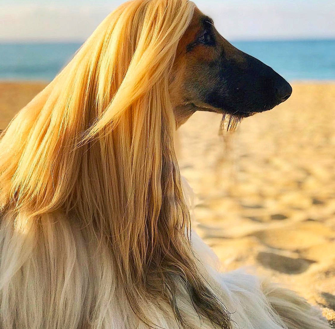 Ashton joined the competition — help win amazing prizes! afghan_hound, borzoi, canidae, carnivore, companion_dog, dog, dog_breed, hair, long_hair, mammal, saluki, sighthound, silken_windhound, surfer_hair, vertebrate
