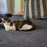 Trika Enebro is registered to the contest to win money with this photo: bed, bedroom, cat, cozy, domestic_animal, fabric, furniture, headboard, indoor, lamp, lying_down, pet, pillow, relaxed, resting, striped, striped_pillow, tabby_cat, table, white_cat