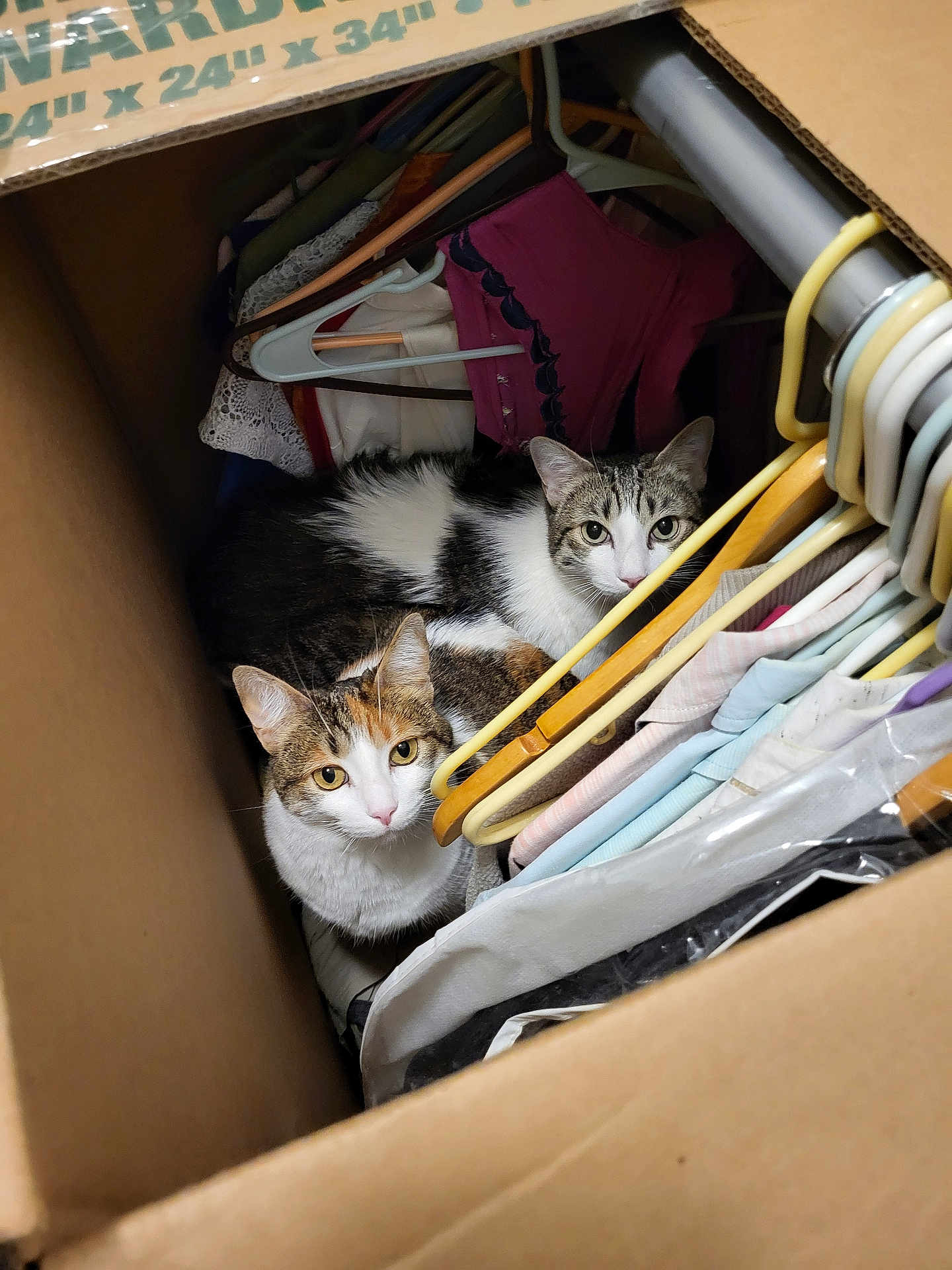 Trika Enebro is registered to the contest to win money with this photo: calico_cat, cardboard_box, cat, closeup, clothes, companions, cozy, curious, domestic_animal, feline, fur, hanger, household, indoor, looking_up, pets, resting, storage, striped_cat, two_cats