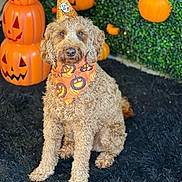 Arlo joined the competition — help win amazing prizes! dog, curly_fur, pumpkin, halloween, party_hat, bandana, orange, black_rug, decorations, jack_o_lantern, festive, greenery, cute, pet, animal, indoors, celebration, costume, sitting, portrait