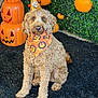 animal, bandana, black_rug, celebration, costume, curly_fur, cute, decorations, dog, festive, greenery, halloween, indoors, jack_o_lantern, orange, party_hat, pet, portrait, pumpkin, sitting