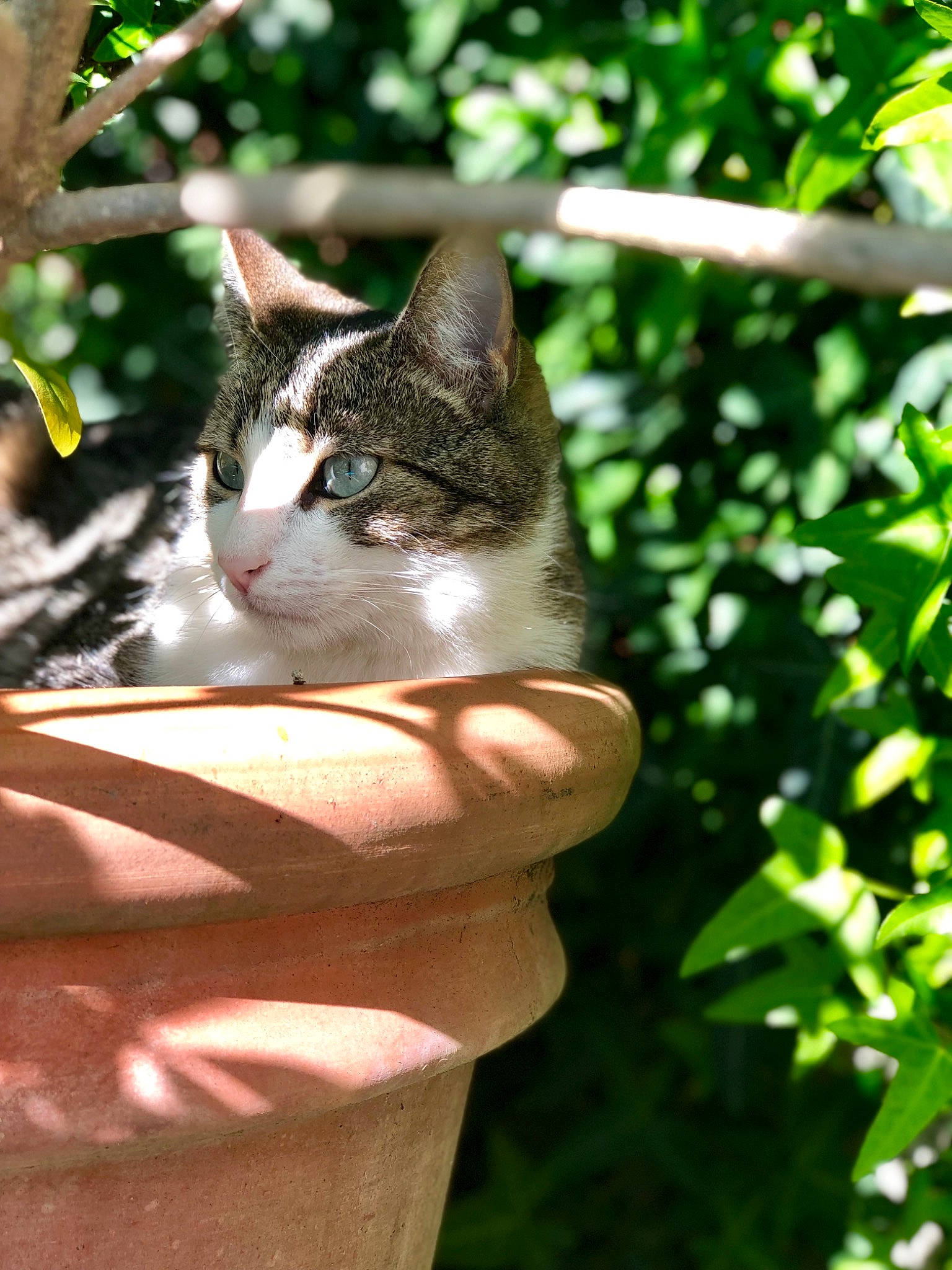 Noushka a rejoint le concours — aidez-le/la à gagner de superbes lots ! carnivore, cat, domestic_short_haired_cat, eye, fawn, felidae, fur, gesture, grass, jungle, plant, small_to_medium_sized_cats, snout, tail, tree, trunk, twig, whiskers, wildlife, wood