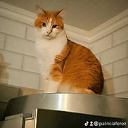 Plume participe au concours pour gagner de l'argent avec cette photo : abyssinian, angora, animal, appliance, cat, device, doctor, drawer, electricaldevice, handrail, indoors, interiordesign, kitten, manx, microwave, oven, person, pet, refrigerator, siamese