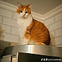 abyssinian, angora, animal, appliance, cat, device, doctor, drawer, electricaldevice, handrail, indoors, interiordesign, kitten, manx, microwave, oven, person, pet, refrigerator, siamese