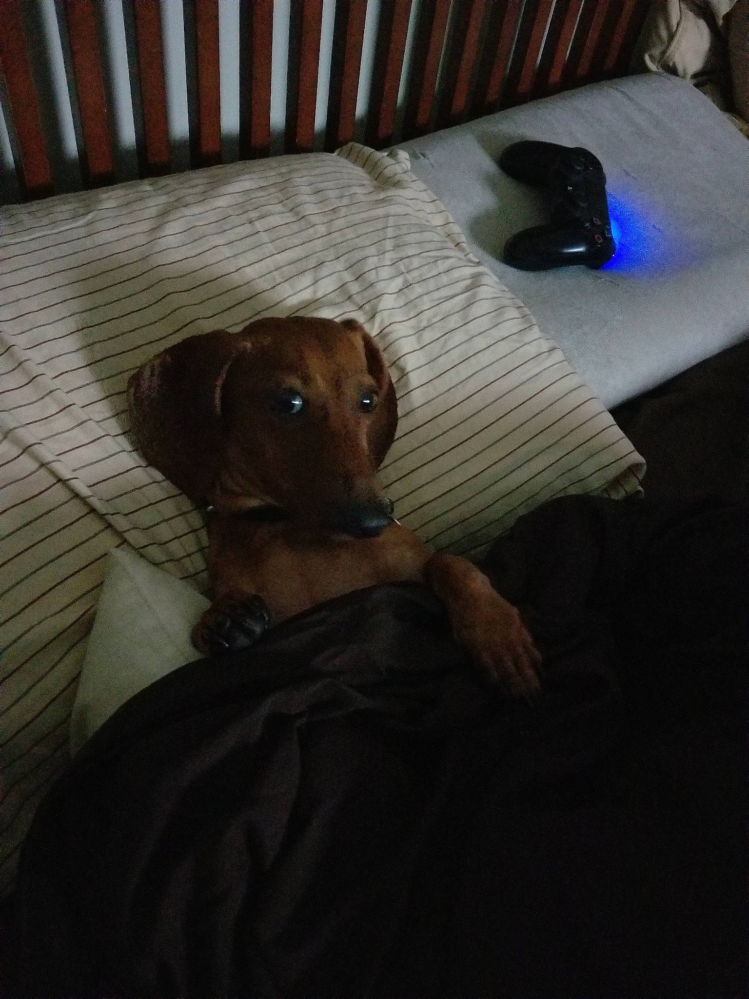 Akasha joined the competition — help win amazing prizes! canidae, carnivore, companion_dog, dachshund, dog, dog_breed, ear, fawn, furniture, mammal, patterdale_terrier, puppy, rhodesian_ridgeback, snout, sporting_group, vizsla