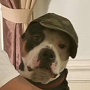 Bear is registered to the contest to win money with this photo: animal, arm, black_and_white, brown, cap, casual, closeup, collar, companion, curtain, dog, domestic, friendly, hat, indoor, person, pet, portrait, resting, window
