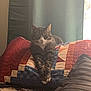 cat, tabby_cat, pillow, quilt, bed, indoor, resting, stretching, feline, cozy, striped, white_paws, window_light, home, domestic, comfortable, relaxed, fabric, patterned, soft_light