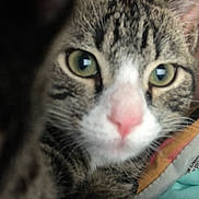 Hades joined the competition — help win amazing prizes! cat, tabby, close_up, green_eyes, pink_nose, whiskers, fur, curious, indoor, pet, animal, face, blurred, blanket, striped, mammal, cute, soft, feline, closeup