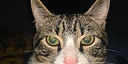 Hades joined the competition — help win amazing prizes! cat, tabby, close_up, face, whiskers, green_eyes, pink_nose, pet, animal, fur, ears, domestic_cat, looking, portrait, indoor, mammal, cute, feline, curious, night