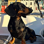 Vador a rejoint le concours — aidez-le/la à gagner de superbes lots ! dog, dachshund, pet, animal, outdoor, sunlight, boat, wooden_deck, black, brown, sky, building, window, railing, shadow, sitting, portrait, daytime, closeup, canine