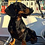 dog, dachshund, pet, animal, outdoor, sunlight, boat, wooden_deck, black, brown, sky, building, window, railing, shadow, sitting, portrait, daytime, closeup, canine