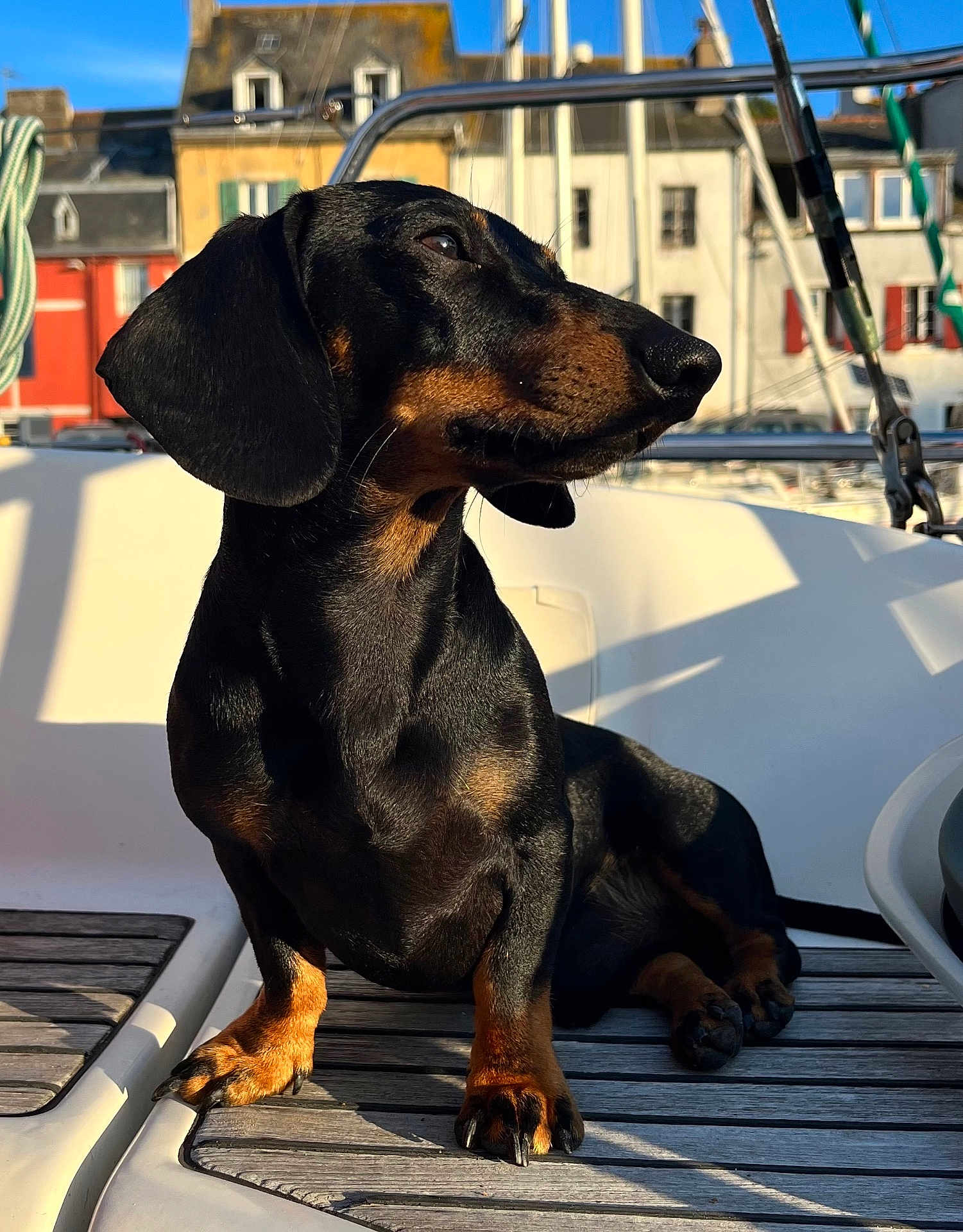 Vador a rejoint le concours — aidez-le/la à gagner de superbes lots ! dog, dachshund, pet, animal, outdoor, sunlight, boat, wooden_deck, black, brown, sky, building, window, railing, shadow, sitting, portrait, daytime, closeup, canine