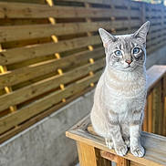 Rose is registered to the contest to win money with this photo: cat, blue_eyes, feline, wooden_railing, outdoor, pet, animal, sitting, portrait, fur, whiskers, ears, daylight, blurred_background, fence, closeup, domestic_cat, cute, calm, nature