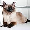 cat, siamese_cat, white_couch, indoor, relaxed, pet, animal, feline, resting, whiskers, ears, closed_eyes, soft_fur, paws, tail, domestic_cat, cozy, quiet, calm, comfortable