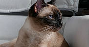 Mochi is registered to the contest to win money with this photo: cat, siamese_cat, pet, indoor, furniture, couch, white_background, animal, portrait, whiskers, ears, fur, relaxed, side_view, domestic_cat, blue_eyes, closeup, mammal, resting, calm