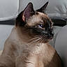 cat, siamese_cat, pet, indoor, furniture, couch, white_background, animal, portrait, whiskers, ears, fur, relaxed, side_view, domestic_cat, blue_eyes, closeup, mammal, resting, calm