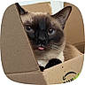 cat, siamese, tongue_out, cardboard_box, pet, animal, cute, whiskers, ears, fur, blue_eyes, close_up, indoor, playful, curious, paw, face, muzzle, domestic_cat, feline