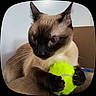 cat, siamese_cat, tennis_ball, indoor, pet, animal, whiskers, claws, fur, closeup, brown, black, yellow, paws, playful, cute, eyes, face, feline, resting