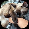 cat, siamese_cat, pet, animal, feline, hugging, arm, window, indoor, resting, fur, blue_eyes, whiskers, close_up, cozy, snuggling, human, paw, relaxed, domestic_animal