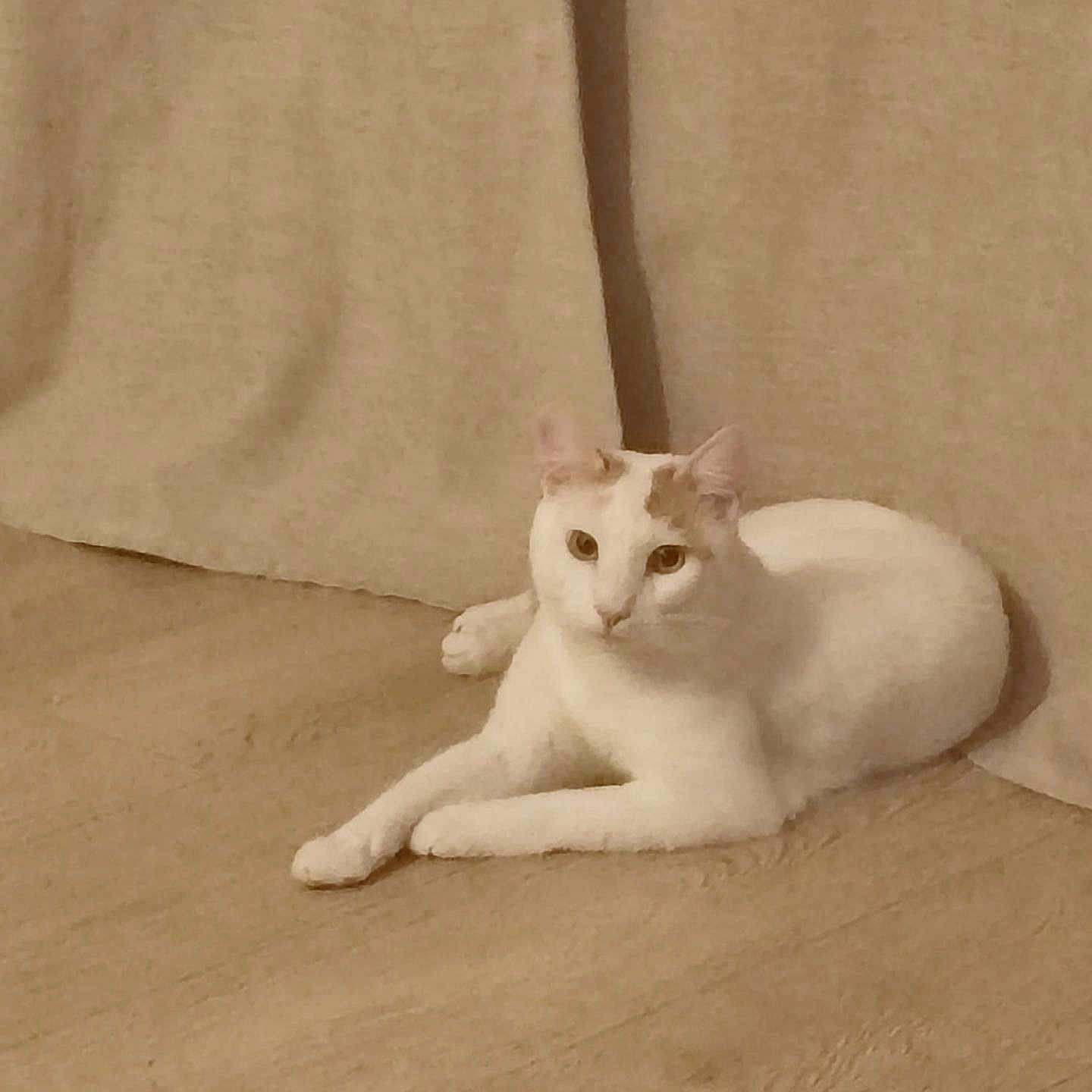 Turrón