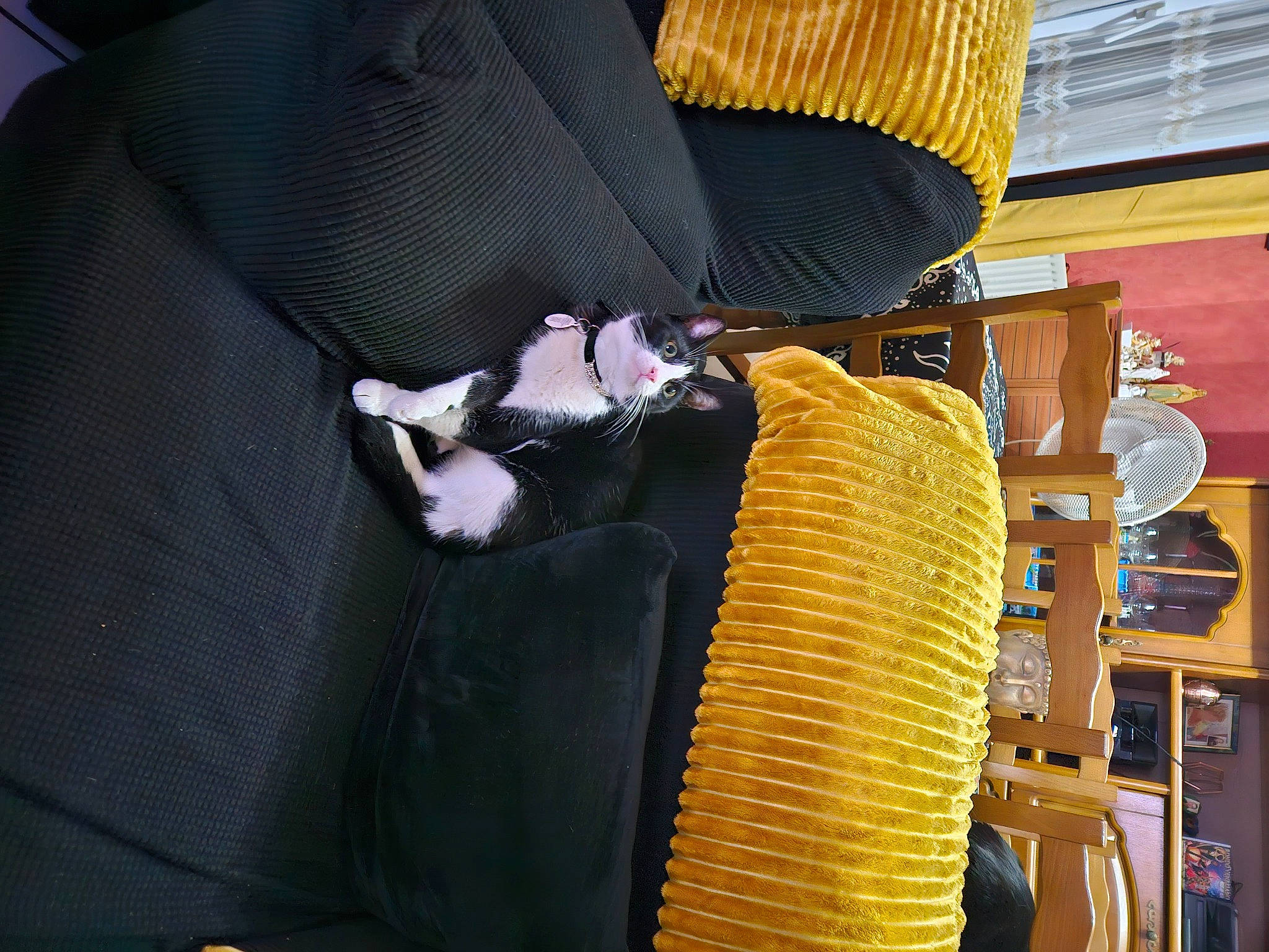 Lilou participe au concours pour gagner de l'argent avec cette photo : auto_part, car_seat, carnivore, cat, cat_supply, comfort, corn, felidae, fur, hat, linens, room, shelf, small_to_medium_sized_cats, sweet_corn, tail