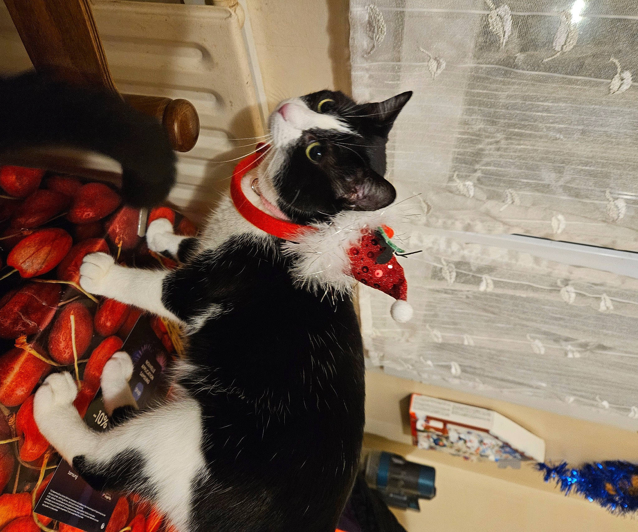 Lilou a rejoint le concours — aidez-le/la à gagner de superbes lots ! black_cat, carmine, carnivore, cat, claw, comfort, companion_dog, domestic_short_haired_cat, felidae, fictional_character, fur, headgear, lap, pattern, personal_protective_equipment, room, small_to_medium_sized_cats, snout, tail, whiskers