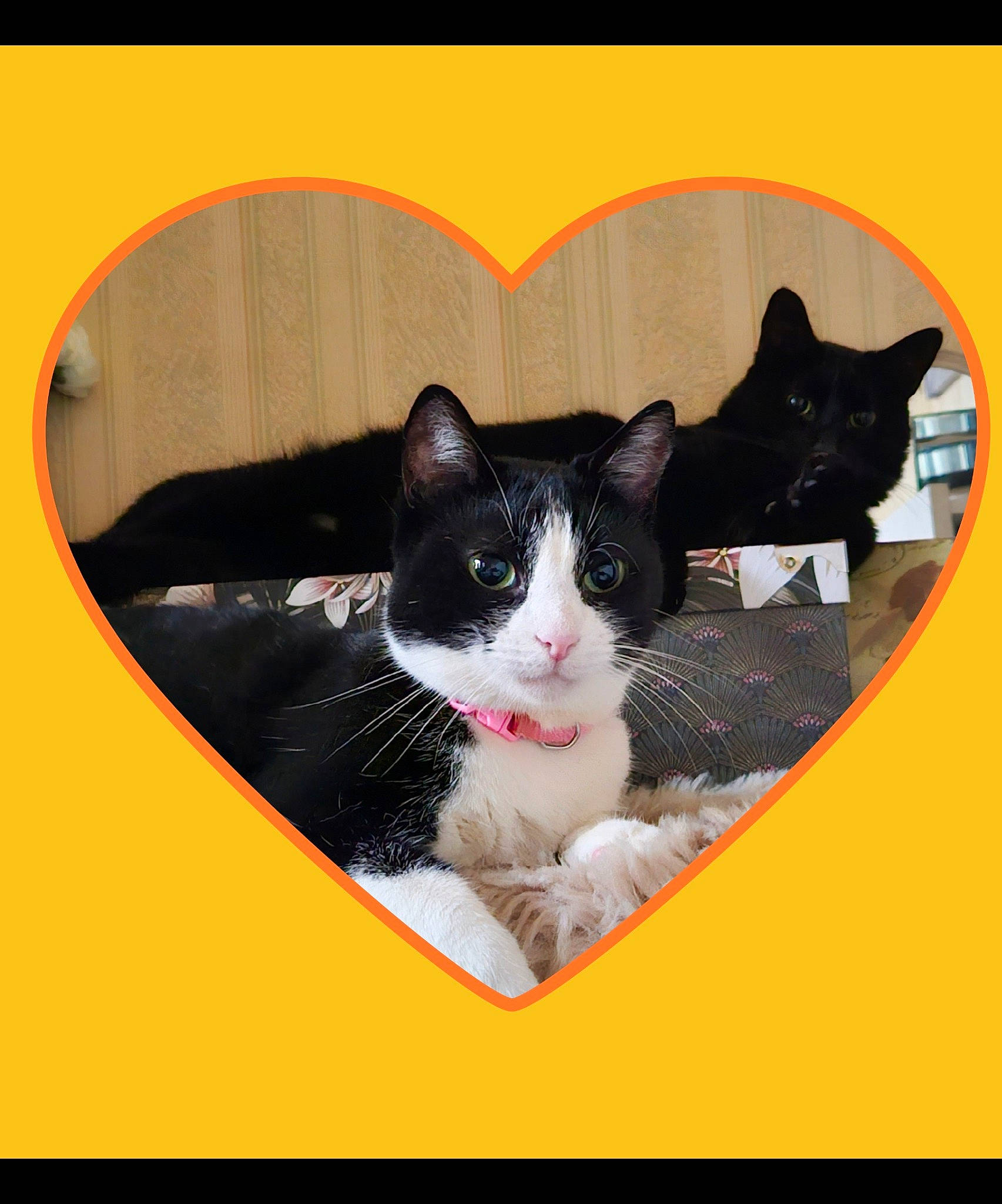 Lilou a rejoint le concours — aidez-le/la à gagner de superbes lots ! box, carmine, carnivore, cat, domestic_short_haired_cat, felidae, font, formal_wear, fur, label, paw, pet_supply, photo_caption, rectangle, small_to_medium_sized_cats, snout, square, tail, whiskers, window