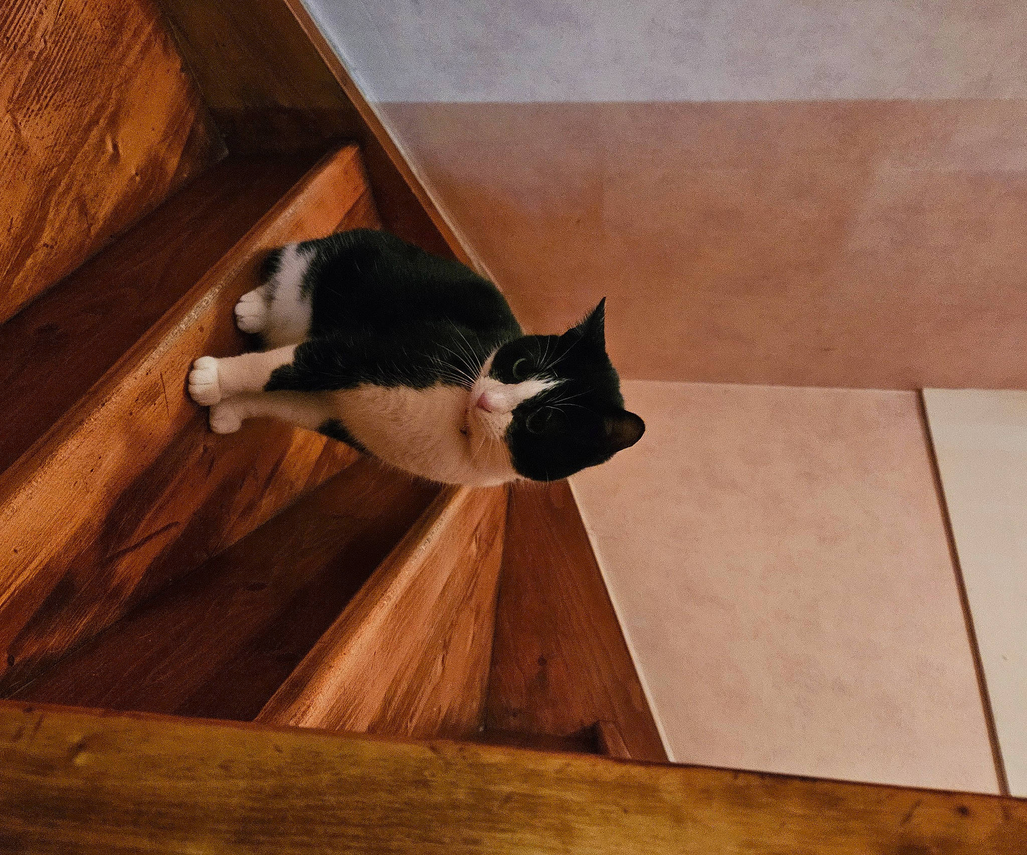 Lilou participe au concours pour gagner de l'argent avec cette photo : carnivore, cat, fawn, felidae, floor, flooring, fur, hardwood, laminate_flooring, pet_supply, plywood, porch, small_to_medium_sized_cats, snout, stairs, tail, whiskers, wood, wood_flooring, wood_stain