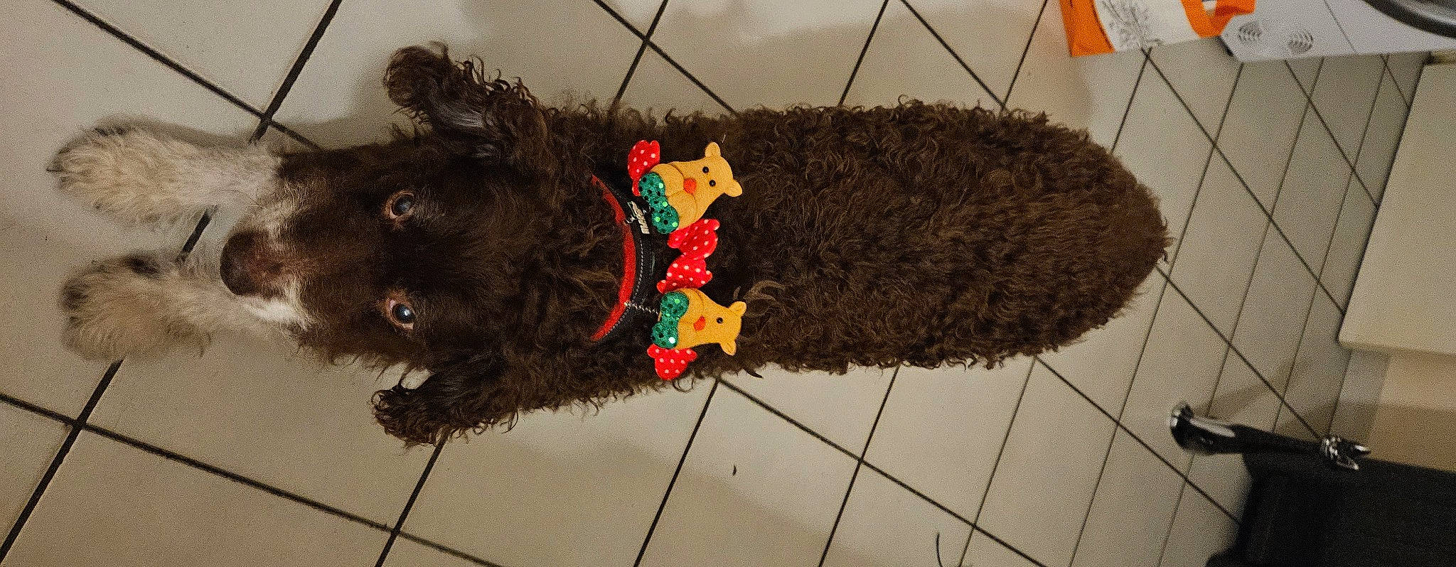 Koby Bryant De Jesus a rejoint le concours — aidez-le/la à gagner de superbes lots ! canidae, carnivore, collar, dog_breed, flooring, fur, grass, leash, natural_material, pet_supply, snout, sporting_group, water_dog, working_animal