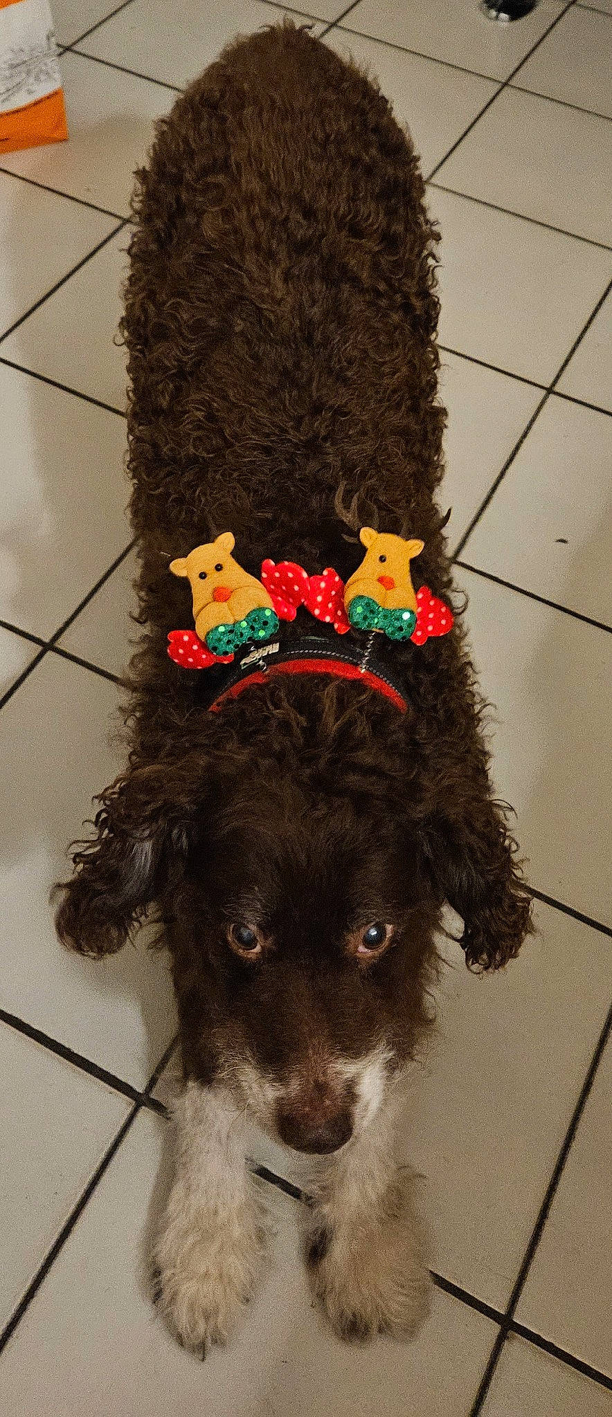 Koby Bryant De Jesus participe au concours pour gagner de l'argent avec cette photo : black, carnivore, cocker_spaniel, collar, companion_dog, costume_hat, dog, dog_breed, dog_collar, dog_supply, fur, hat, leash, liver, mammal, pet_supply, spaniel, toy, vertebrate, working_animal