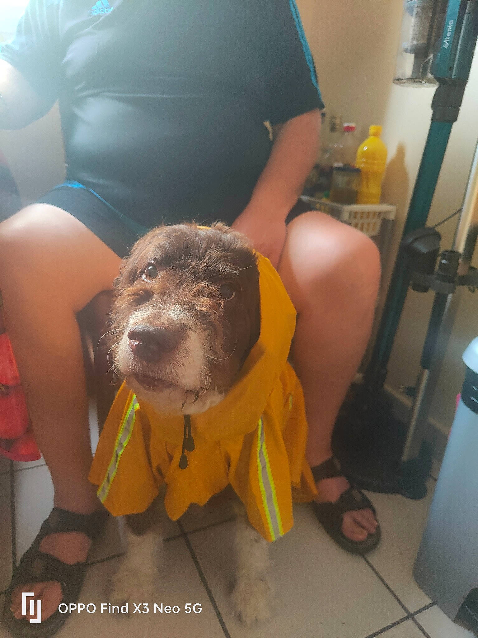 Koby Bryant De Jesus participe au concours pour gagner de l'argent avec cette photo : carnivore, chair, comfort, companion_dog, dog, dog_breed, dog_clothes, dog_supply, floor, flooring, fur, human_leg, knee, lap, sitting, snout, sporting_group, thigh, toy_dog, working_animal