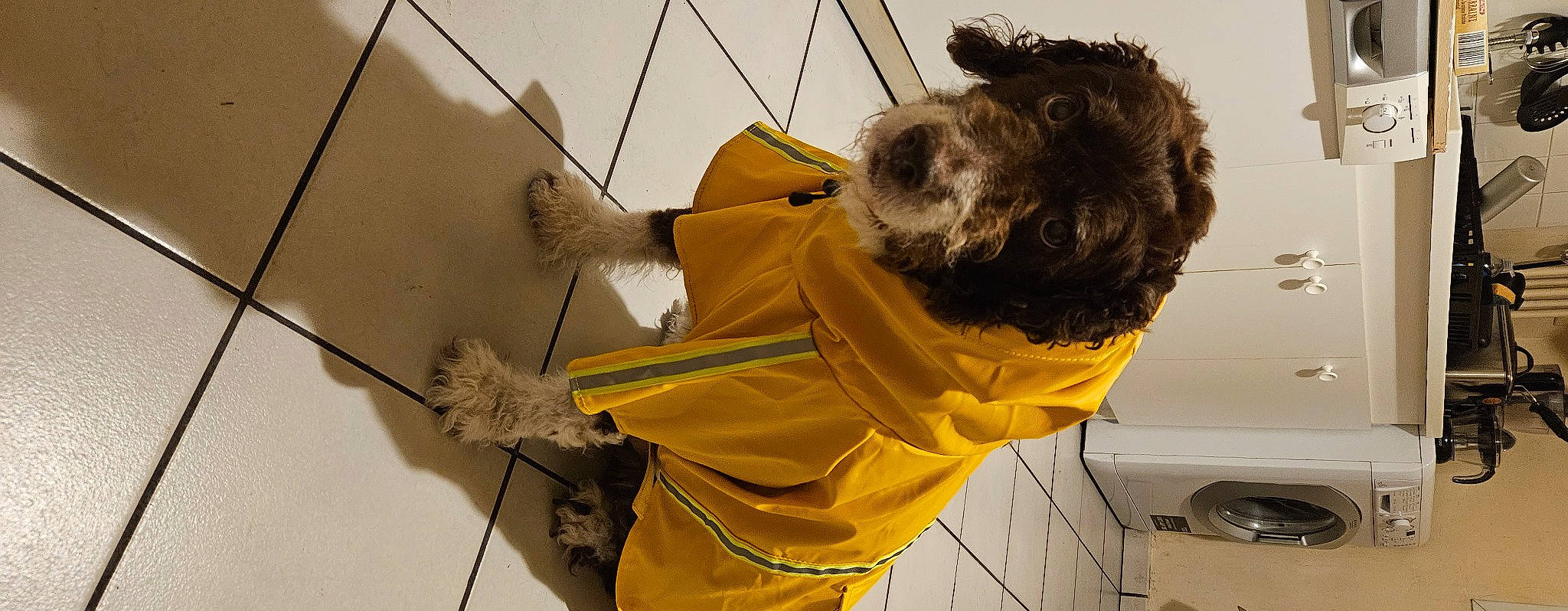 Koby Bryant De Jesus participe au concours pour gagner de l'argent avec cette photo : beard, canidae, carnivore, collar, companion_dog, dog, dog_breed, fashion_accessory, fur, hairstyle, rope, small_terrier, snout, sporting_group, tail, terrier, toy_dog, yellow