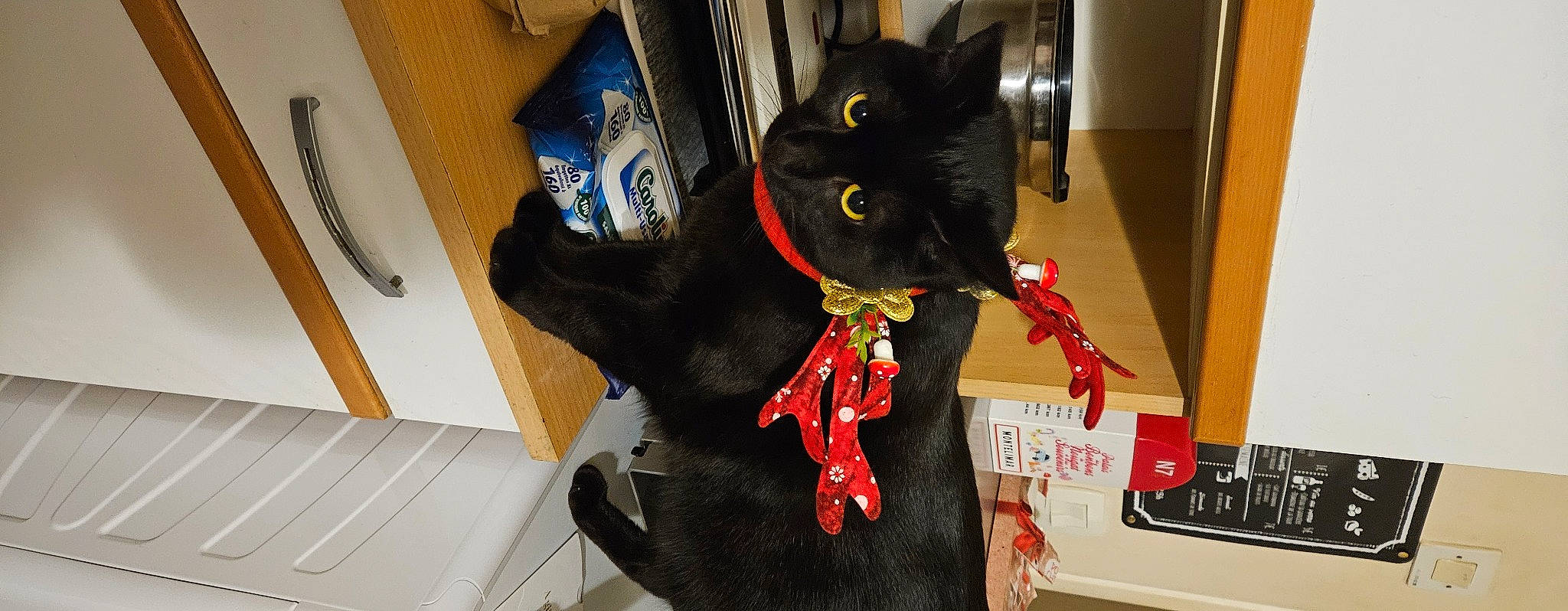 Biscuit participe au concours pour gagner de l'argent avec cette photo : black_cat, bombay, bow_tie, carmine, carnivore, cat, collar, dog_breed, domestic_short_haired_cat, event, fashion_accessory, felidae, fur, hat, personal_protective_equipment, room, small_to_medium_sized_cats, snout, tail, whiskers