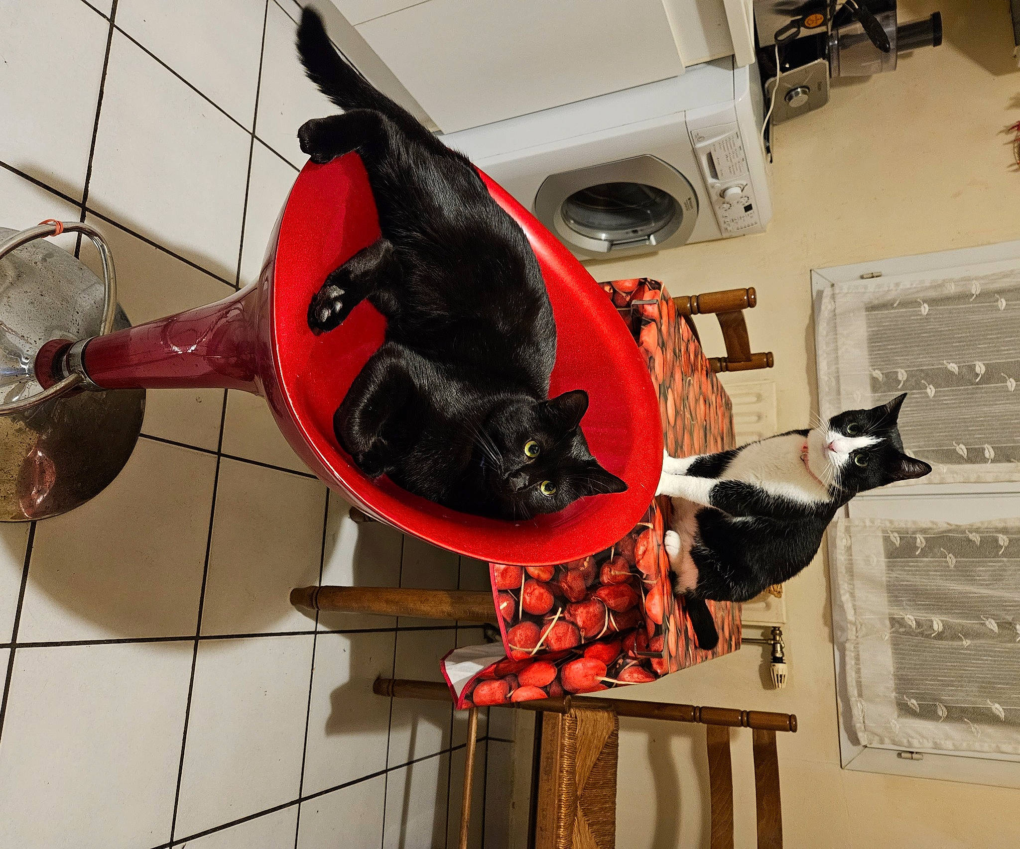 Biscuit participe au concours pour gagner de l'argent avec cette photo : art, carmine, carnivore, dog, eyewear, flooring, metal, personal_protective_equipment, pet_supply, room, sculpture, sunglasses, tail, window, wire