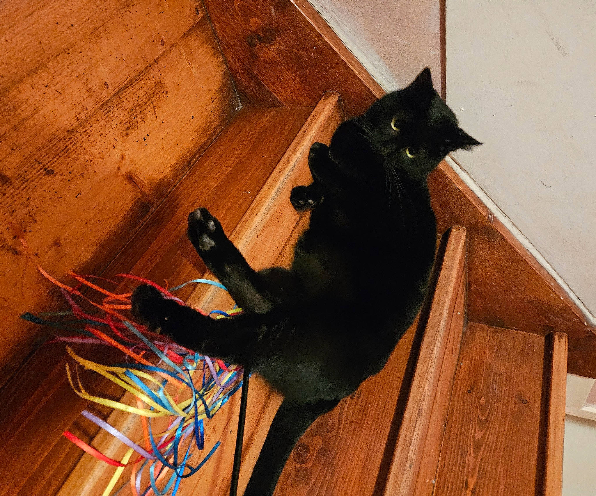 Biscuit participe au concours pour gagner de l'argent avec cette photo : bombay, carnivore, cat, dog_breed, domestic_short_haired_cat, felidae, flooring, fur, hardwood, plank, plywood, small_to_medium_sized_cats, snout, tail, tints_and_shades, varnish, whiskers, wire, wood, wood_stain