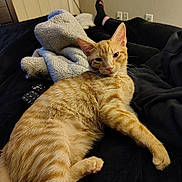 Auggy is registered to the contest to win money with this photo: bed, blanket, cat, cozy, door, fur, ginger_cat, human_leg, indoor, kitten, lounging, paw, pet, pillow, portrait, relaxed, remote_control, sock, tabby, whiskers