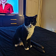 Bones is registered to the contest to win money with this photo: cat, tuxedo_cat, black_and_white, bed, remote_control, television, woman, red_shirt, door, cord, indoor, furniture, curious, pet, animal, domestic, sitting, black_bedspread, living_room, home