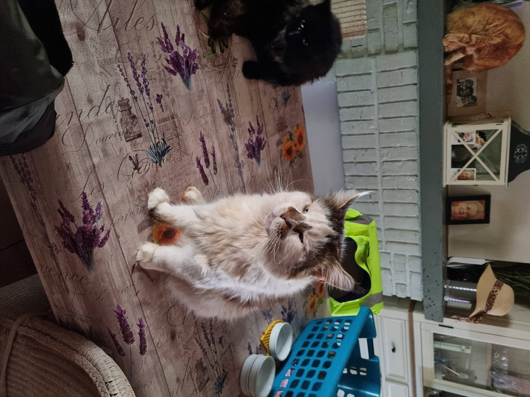 Mika participe au concours pour gagner de l'argent avec cette photo : canidae, carnivore, cat, companion_dog, computer_keyboard, domestic_short_haired_cat, fawn, felidae, fur, input_device, mammal, office_equipment, peripheral, shelf, small_to_medium_sized_cats, sporting_group, tail, textile, whiskers, wood