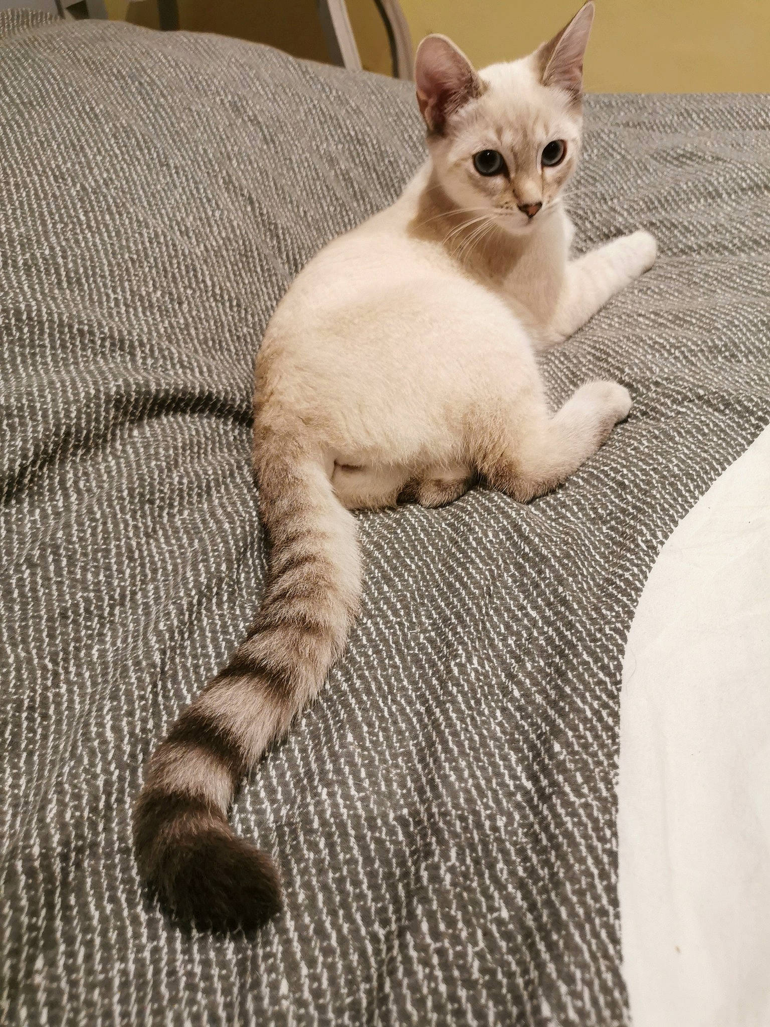 Mustie a rejoint le concours — aidez-le/la à gagner de superbes lots ! carnivore, cat, cat_supply, claw, comfort, domestic_short_haired_cat, fawn, felidae, foot, fur, paw, pet_supply, small_to_medium_sized_cats, snout, tail, terrestrial_animal, whiskers