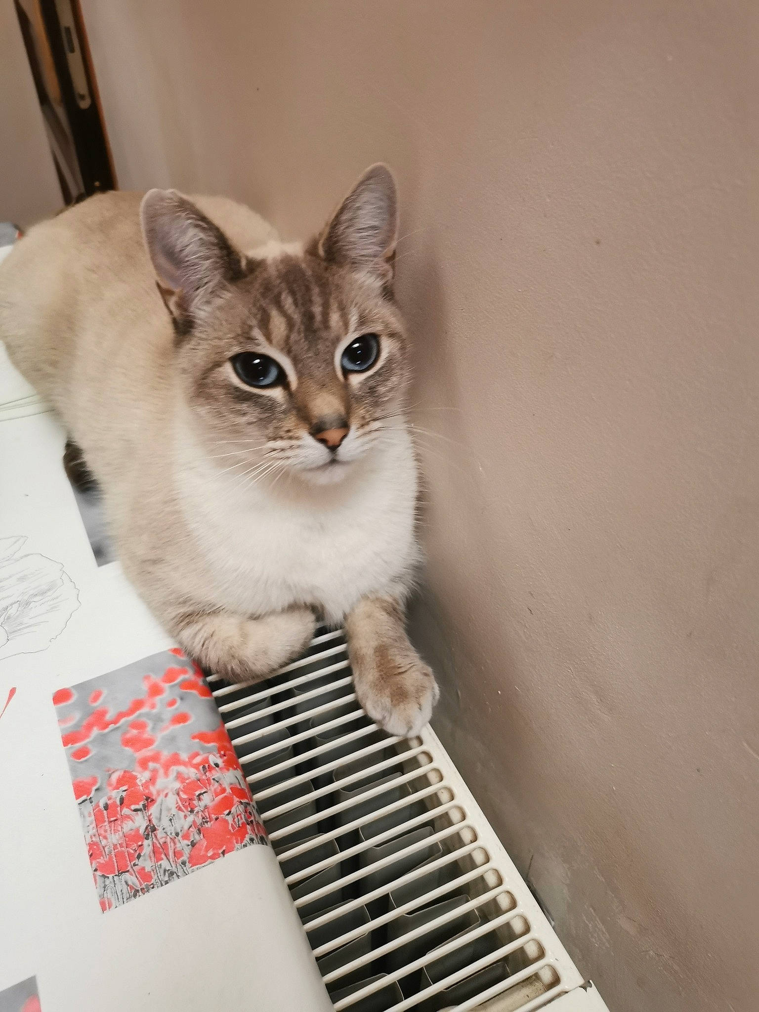 Mustie participe au concours pour gagner de l'argent avec cette photo : box, cardboard, carnivore, cat, domestic_short_haired_cat, door, felidae, fur, metal, paper_product, pattern, paw, pet_supply, photo_caption, rectangle, small_to_medium_sized_cats, snout, whiskers