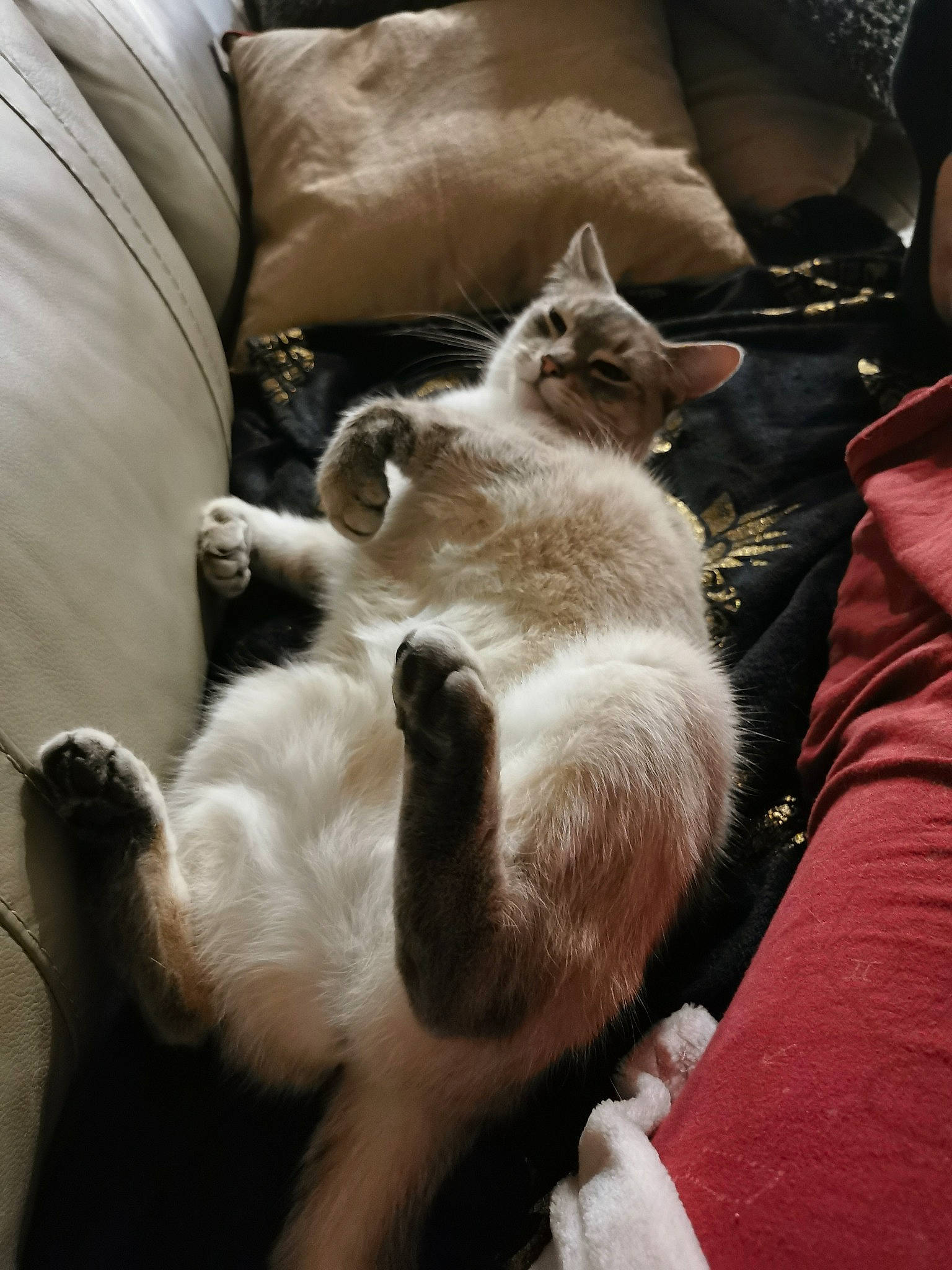 Mustie participe au concours pour gagner de l'argent avec cette photo : carnivore, cat, claw, comfort, couch, domestic_short_haired_cat, fawn, felidae, fur, lap, linens, paw, small_to_medium_sized_cats, tail, thai, whiskers, wood