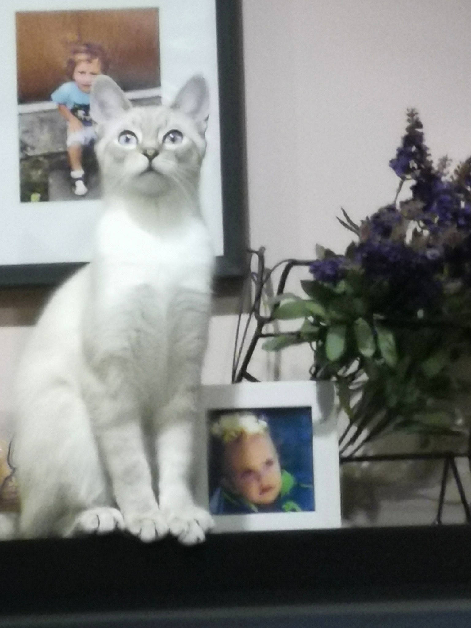 Mustie participe au concours pour gagner de l'argent avec cette photo : carnivore, cat, display_device, domestic_short_haired_cat, electronic_device, event, felidae, flat_panel_display, flowerpot, fur, houseplant, paw, photo_caption, plant, room, small_to_medium_sized_cats, tail, tree, whiskers, window