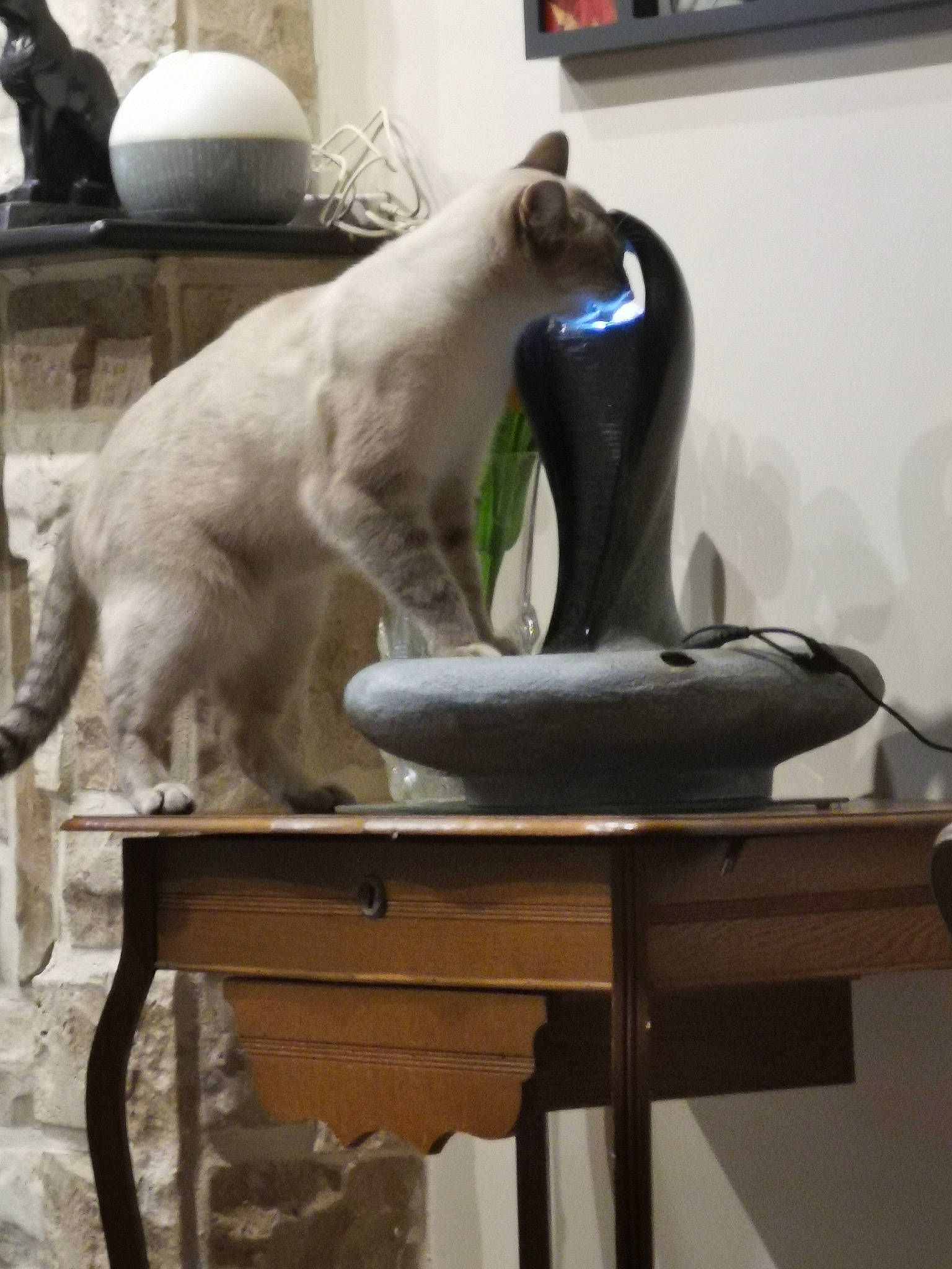 Mustie participe au concours pour gagner de l'argent avec cette photo : art, companion_dog, desk, dog_breed, fawn, felidae, fur, goats, mammal, metal, polar_bear, room, sitting, small_to_medium_sized_cats, snout, table, tail, whiskers, wood, working_animal