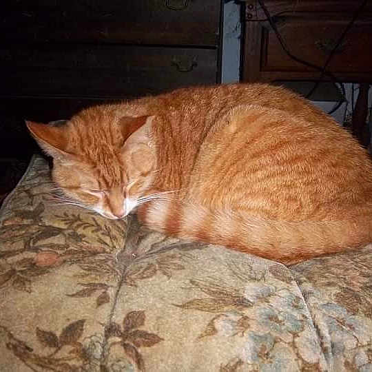 Garfield