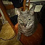 cat, gray_cat, tabby, chair, indoor, furniture, pet, animal, close_up, looking_at_camera, cushion, wooden_chair, floor, radiator, domestic, whiskers, ears, green_eyes, resting, home