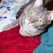Mickey a rejoint le concours — aidez-le/la à gagner de superbes lots ! animal, bed, blanket, cat, closeup, cozy, curious, domestic_cat, feline, floral_pattern, fur, indoor, lying_down, pet, red_blanket, relaxed, sheet, tabby_cat, whiskers, yellow_eyes