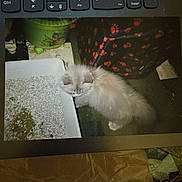 Ninette participe au concours pour gagner de l'argent avec cette photo : kitten, cat, litter_box, pet_carrier, paw_prints, keyboard, curious, fluffy, indoor, floor, green_pot, plant, carpet, houseplant, pet, small_animal, animal, cute, domestic, feline