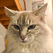 Cezarine participe au concours pour gagner de l'argent avec cette photo : cat, fluffy, blue_eyes, indoor, close_up, pet, feline, whiskers, soft_fur, staircase, home_interior, portrait, animal, domestic, cute, face, ears, nose, fur, looking