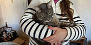 Teddy participe au concours pour gagner de l'argent avec cette photo : animal, casual, cat, cozy, decor, furniture, gray_cat, happy, holding, home, indoor, living_room, long_hair, person, pet, portrait, relaxed, smiling, striped_sweater, woman